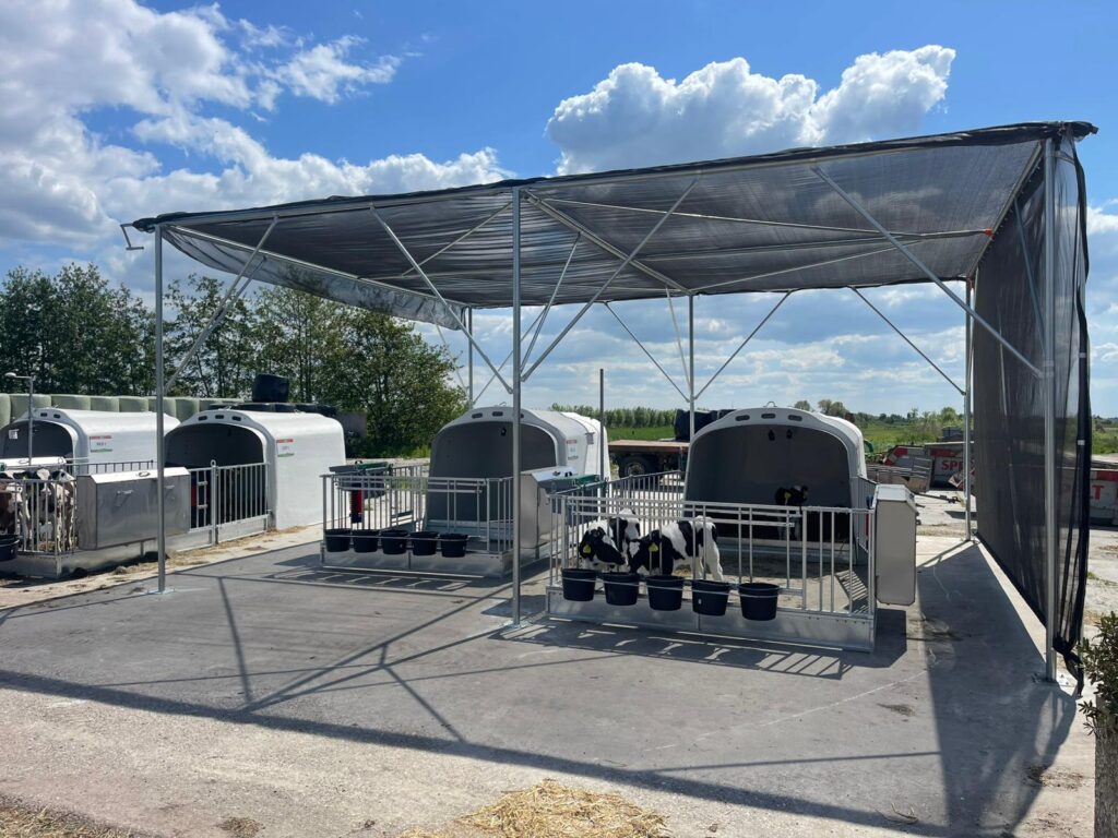 Summer on the farm? Watch out for heat stress in your calves!